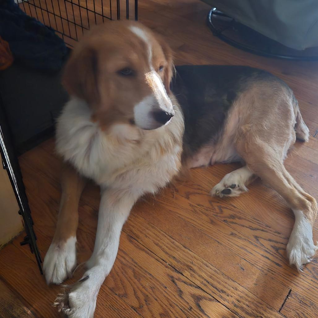 Enlarge Brenda, a Adoptable mixed breed in Kansas City, MO image 3/5