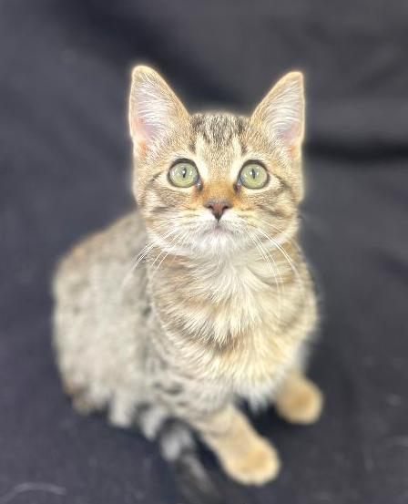 Kelce, adopted, Kitten Female Domestic Short Hair.