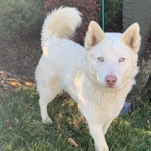 Charlie, adopted, Young Male Husky.