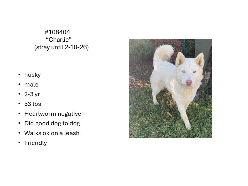 Enlarge Charlie, an adopted mixed breed in Chesapeake, VA image 3/3