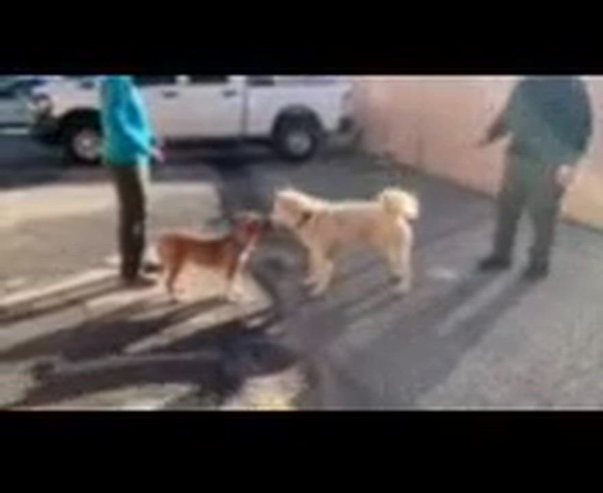 Enlarge Charlie, an adopted mixed breed in Chesapeake, VA video 2/3