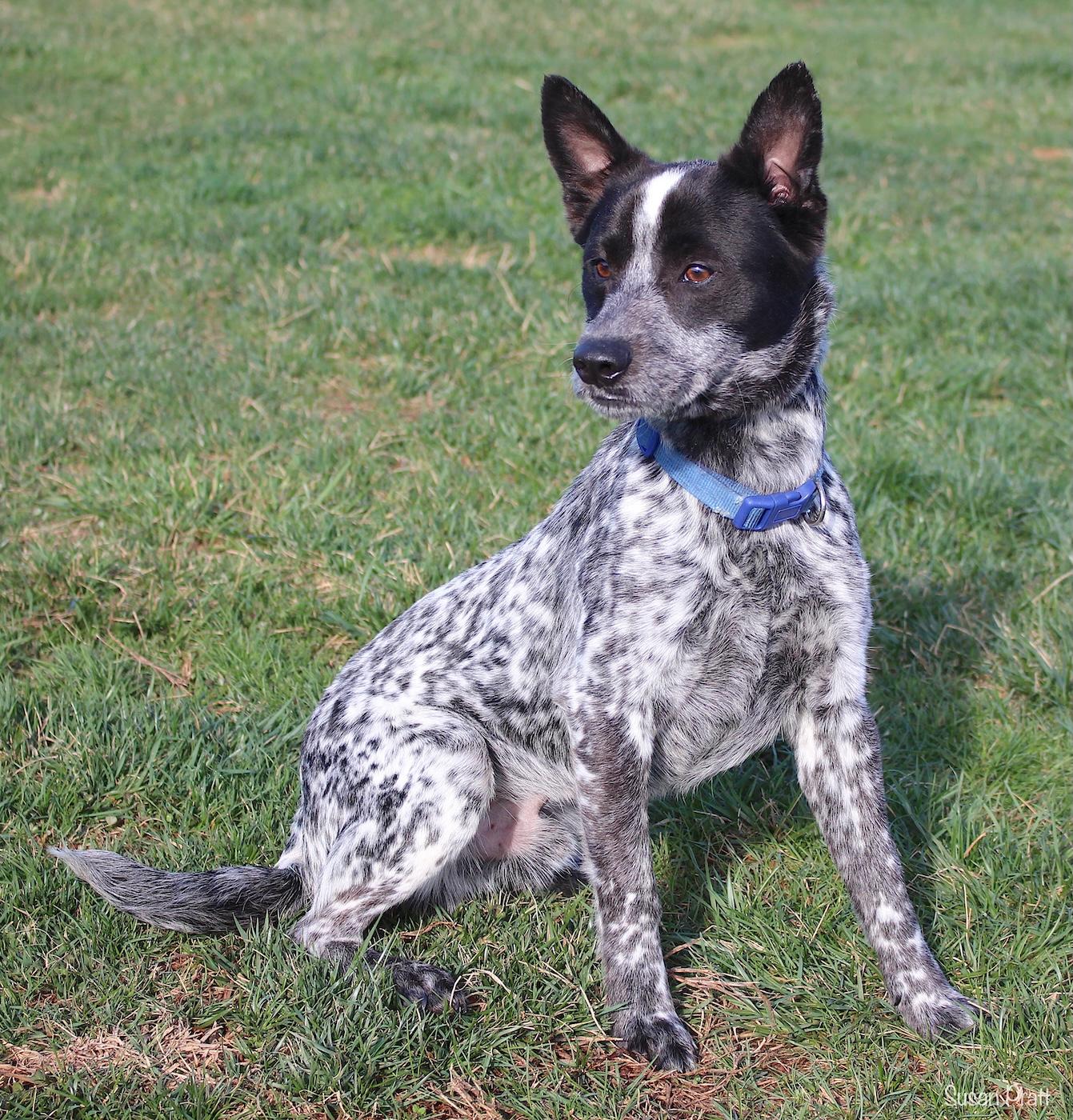 Enlarge Spider, an adopted mixed breed in Bedford, VA image 2/3