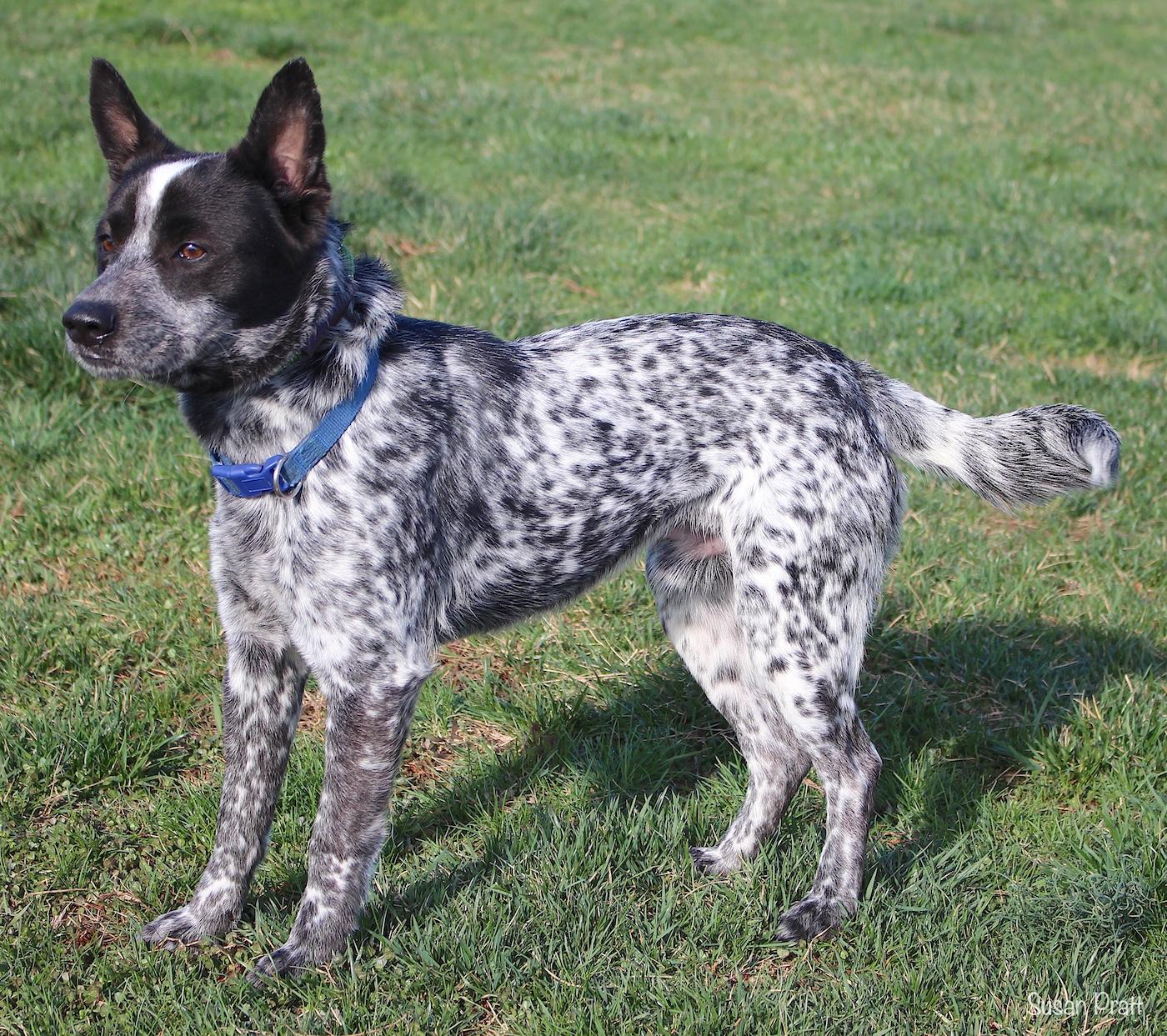 Enlarge Spider, an adopted mixed breed in Bedford, VA image 3/3