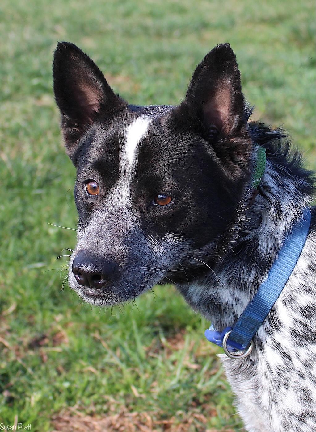 Spider, adopted, Adult Male Australian Cattle Dog / Blue Heeler.