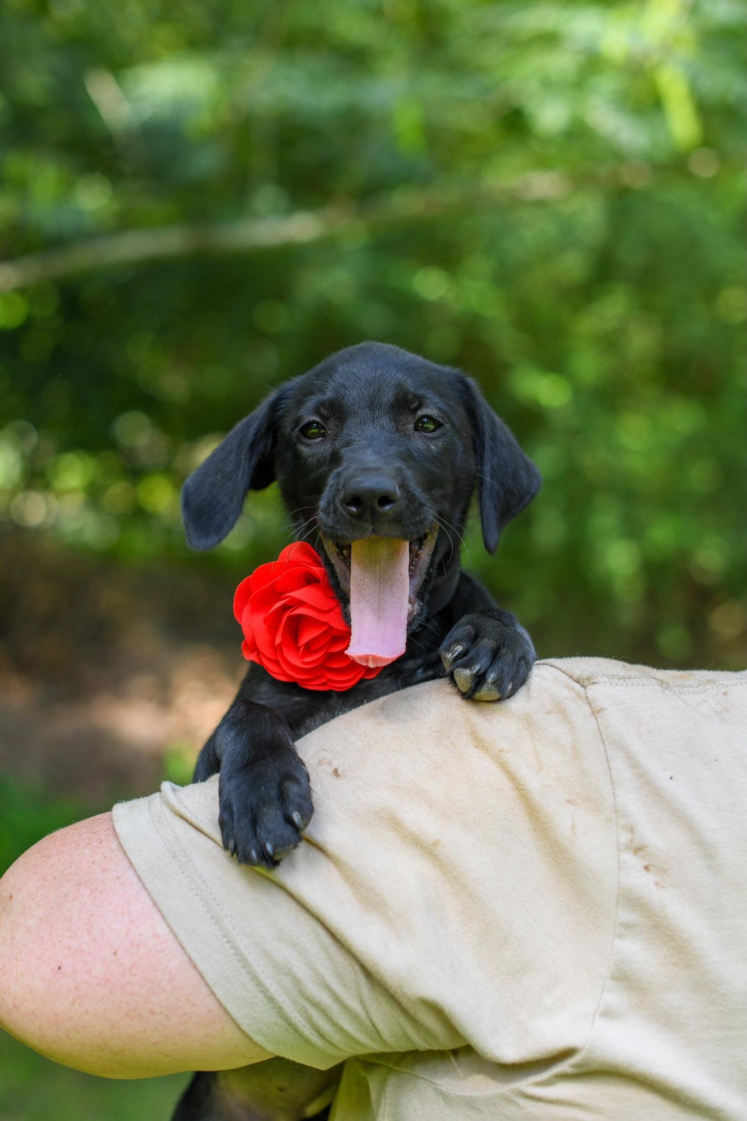 Carlee, a Adoptable Mixed Breed in Argyle, NY image 5/5