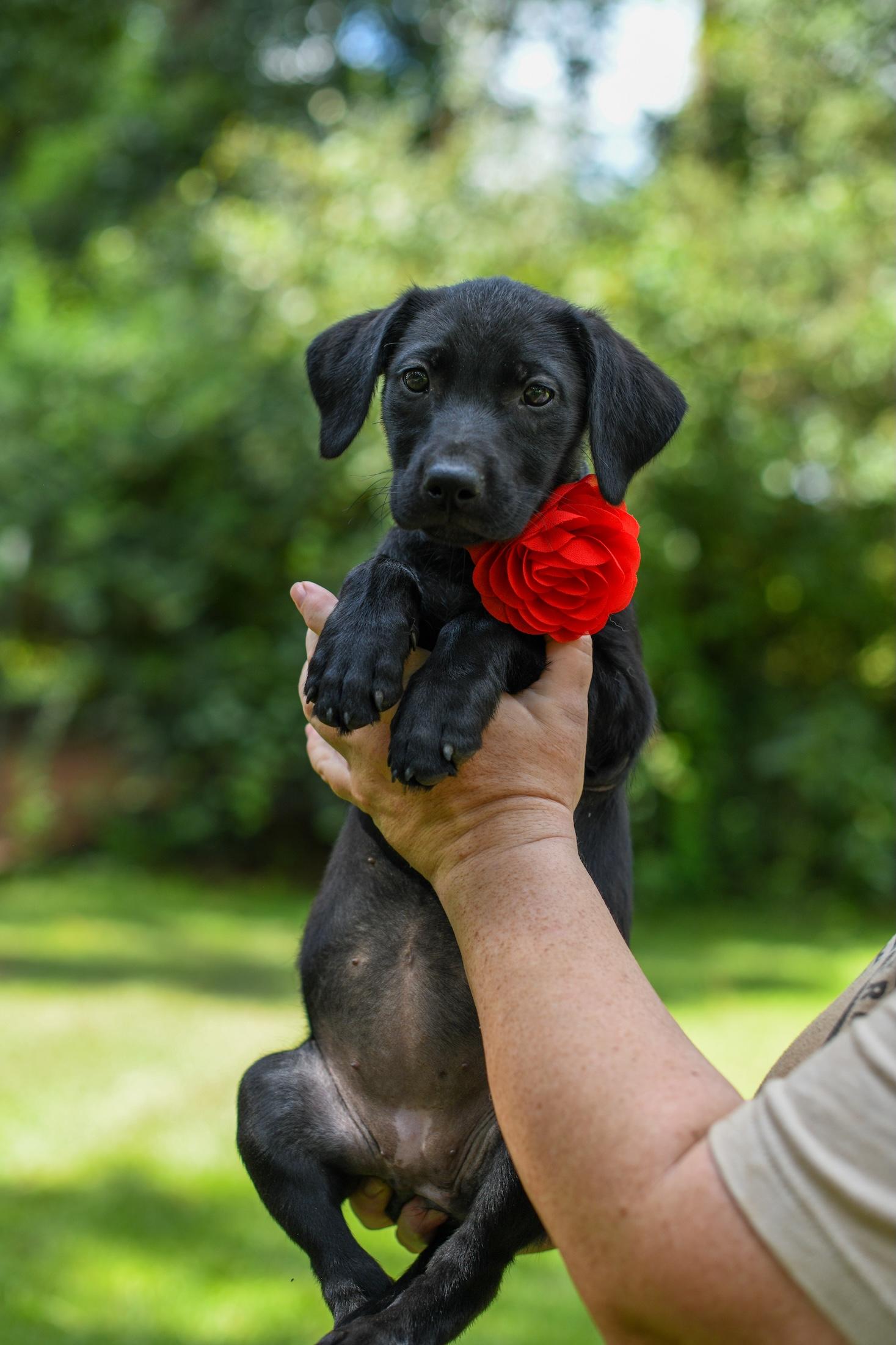 Carlee, a Adoptable Mixed Breed in Argyle, NY image 2/5