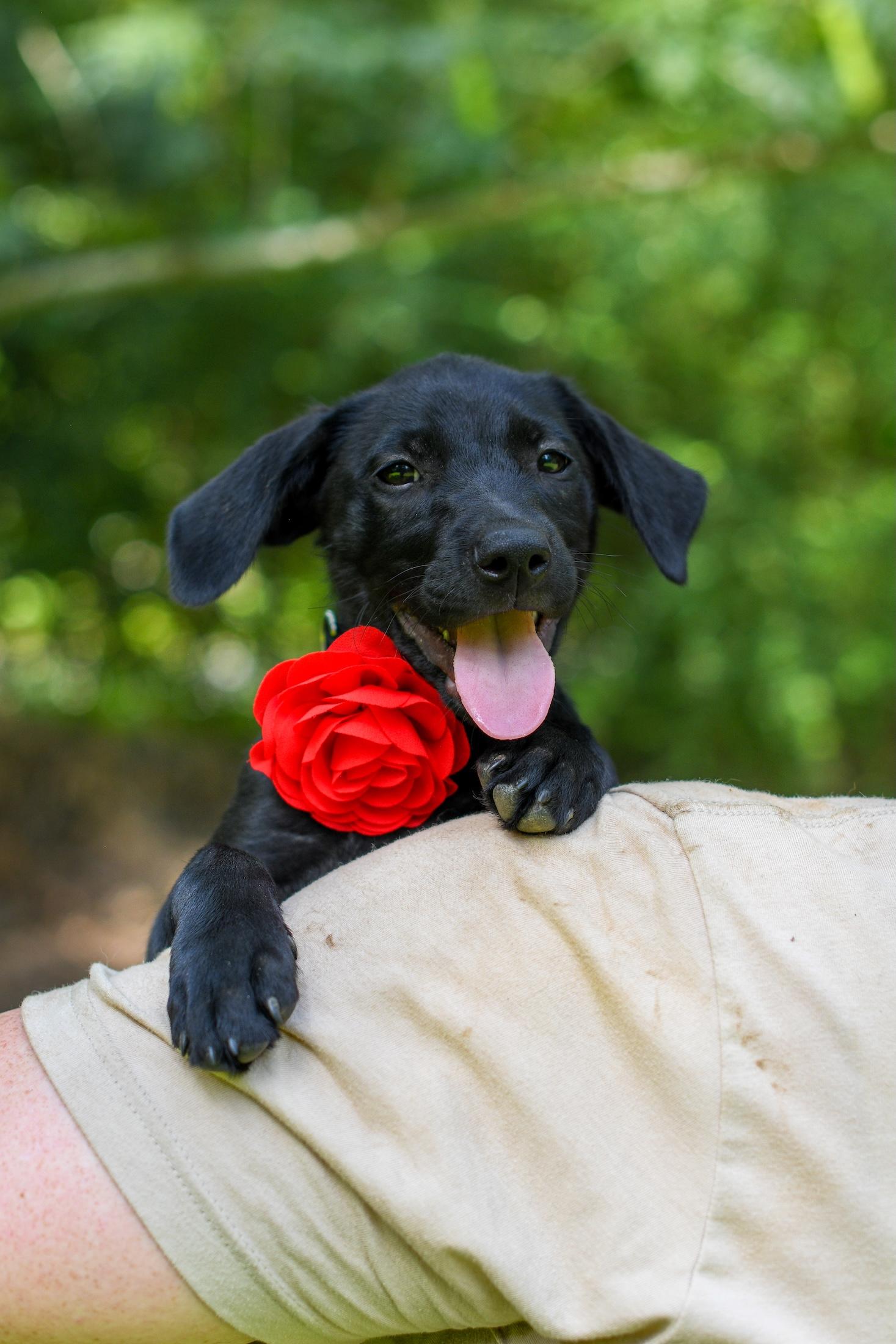 Carlee, a Adoptable Mixed Breed in Argyle, NY image 3/5