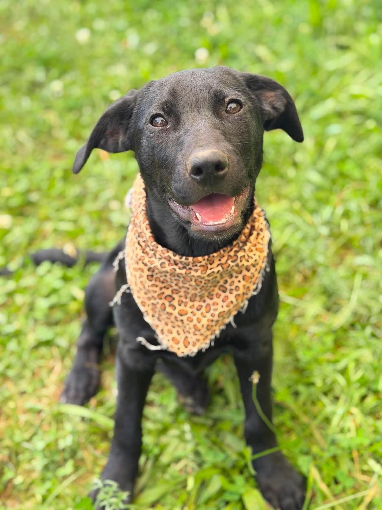 Carlee, a Adoptable Mixed Breed in Argyle, NY image 1/5