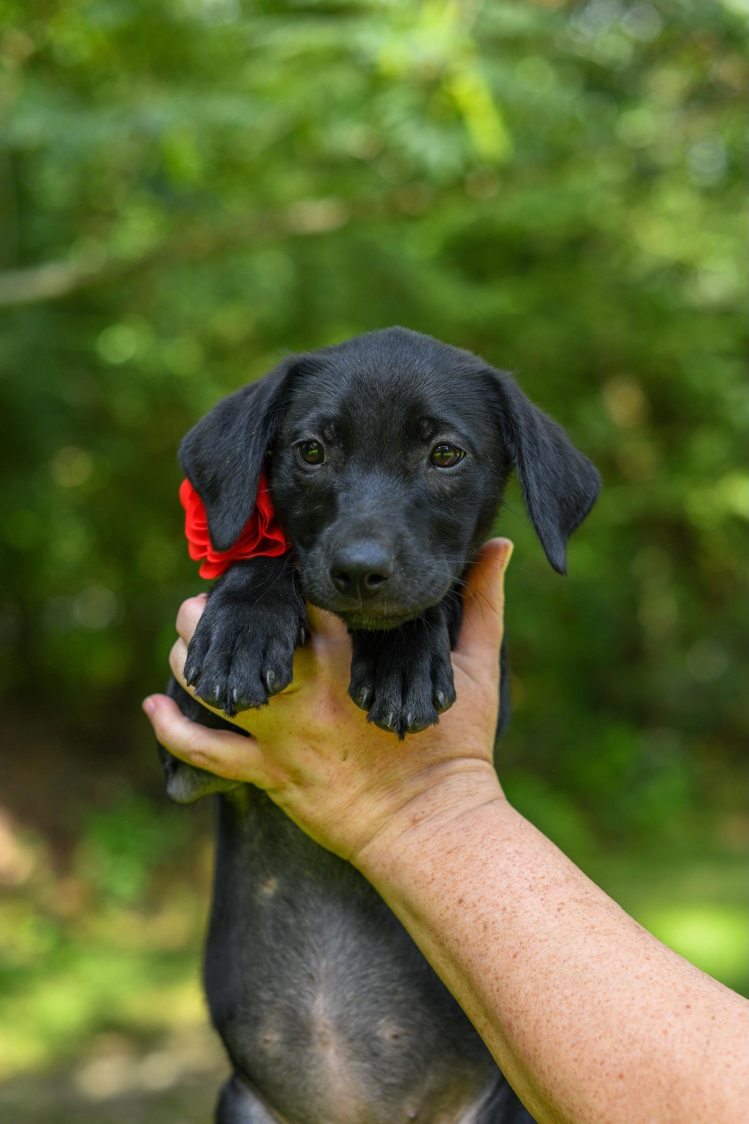 Carlee, a Adoptable Mixed Breed in Argyle, NY image 4/5