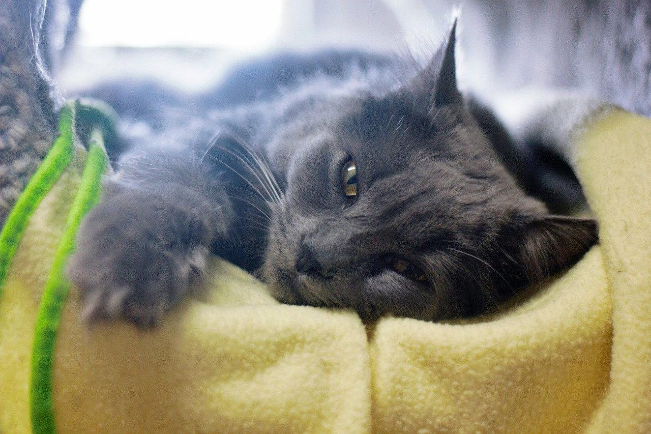 Clara, Adopted, Adult Female Domestic Long Hair.