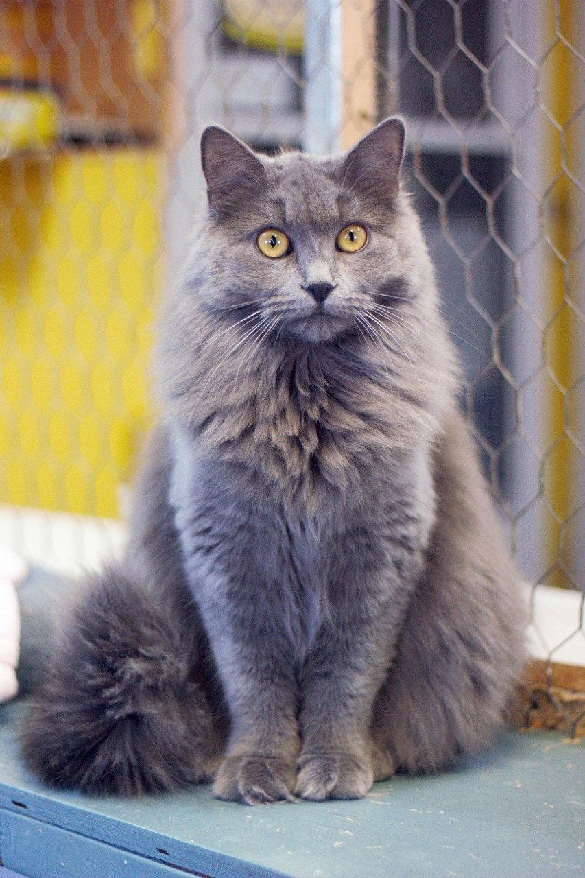 Enlarge Clara, a Adopted Domestic Long Hair in Montreal, QC image 2/3