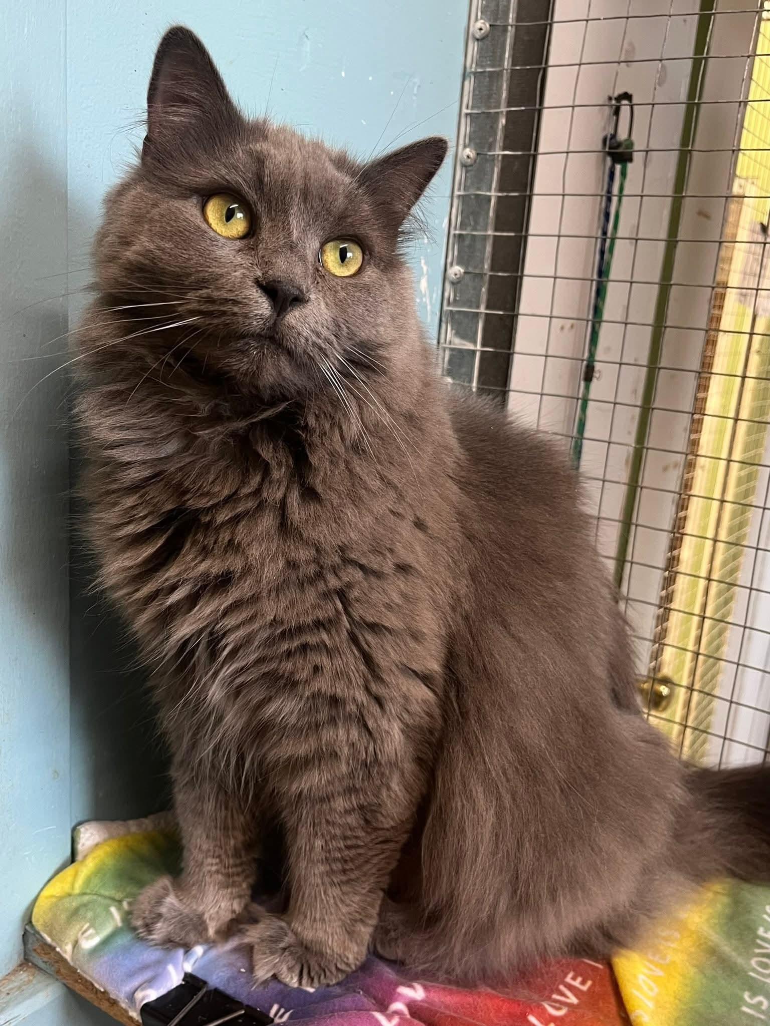 Enlarge Clara, a Adopted Domestic Long Hair in Montreal, QC image 3/3