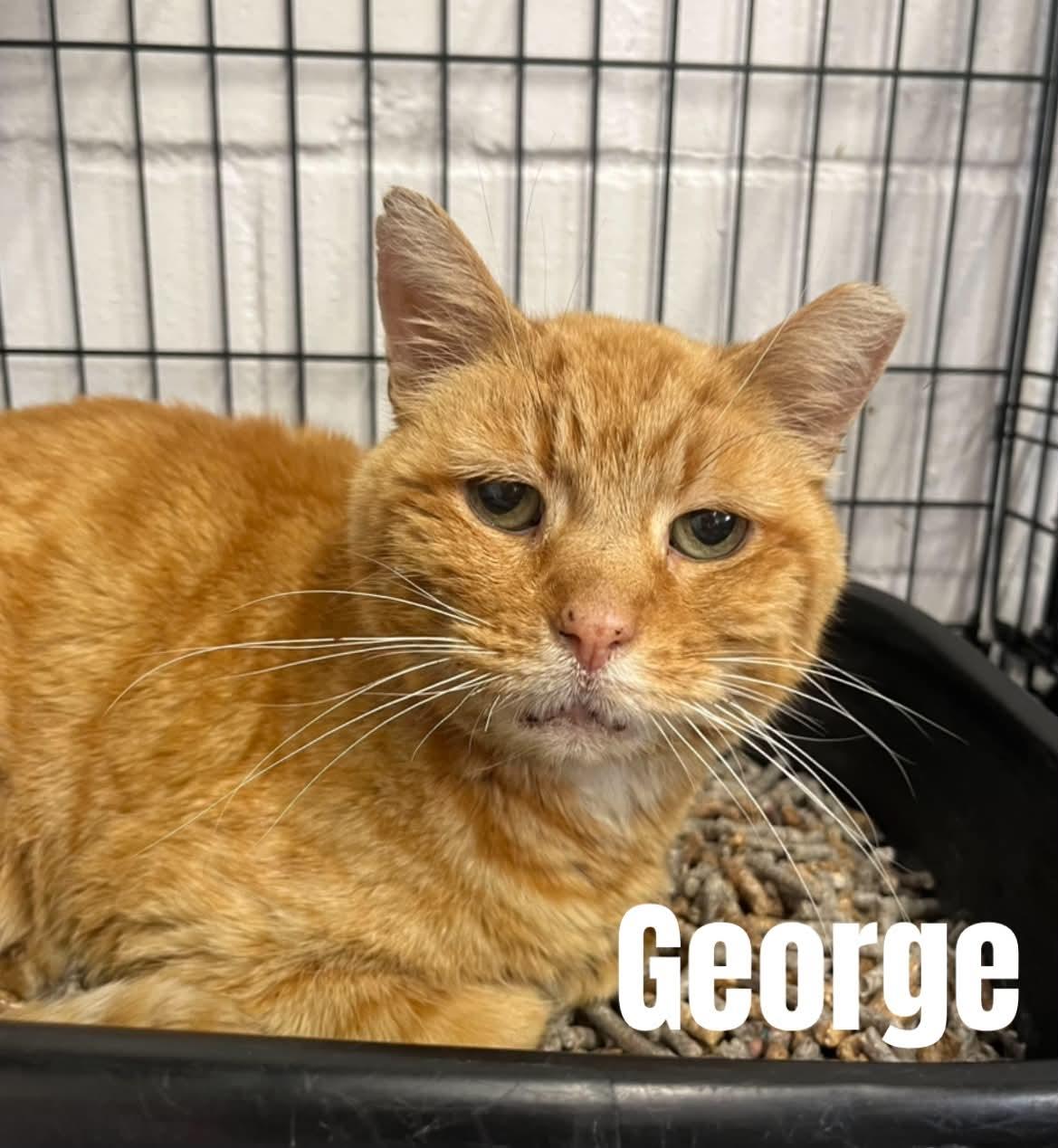 George, ADOPTABLE, Senior Male American Shorthair.
