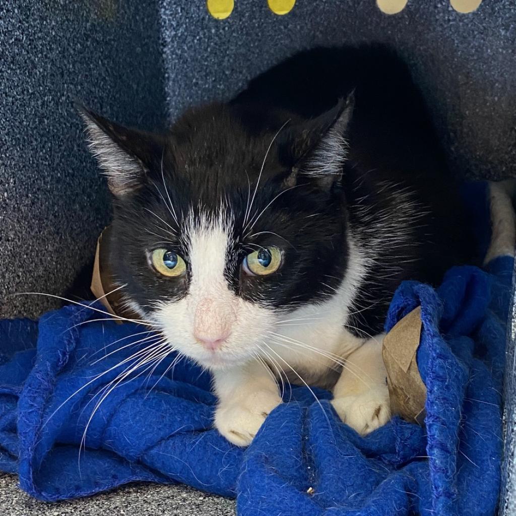 Enlarge Liam, a Adoptable Domestic Short Hair in Los Angeles, CA image 1/6