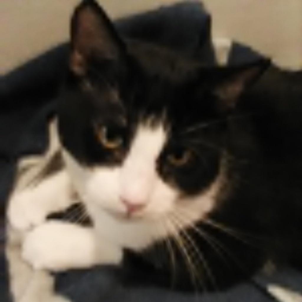 Enlarge Liam, a Adoptable Domestic Short Hair in Los Angeles, CA image 2/6