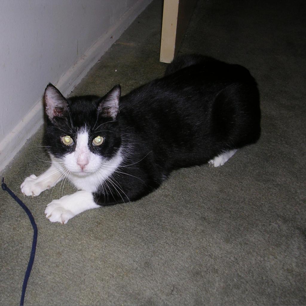 Enlarge Liam, a Adoptable Domestic Short Hair in Los Angeles, CA image 3/6