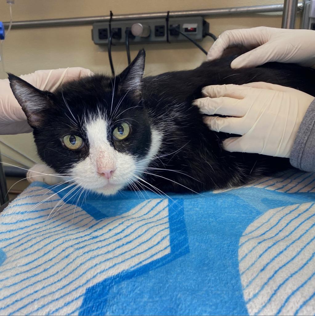 Enlarge Liam, a Adoptable Domestic Short Hair in Los Angeles, CA image 4/6