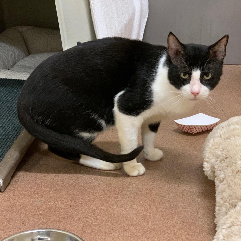 Enlarge Liam, a Adoptable Domestic Short Hair in Los Angeles, CA image 5/6