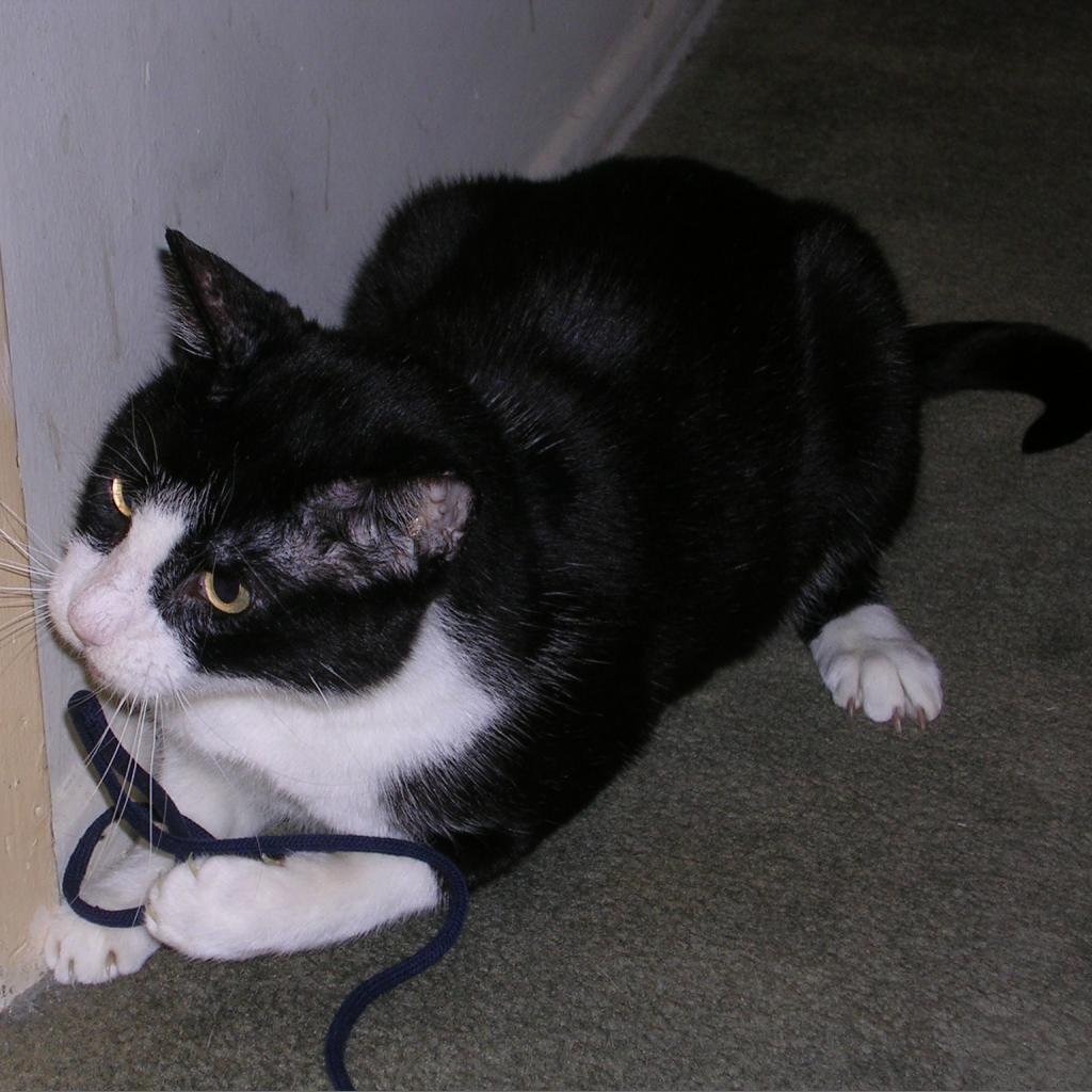 Enlarge Liam, a Adoptable Domestic Short Hair in Los Angeles, CA image 6/6