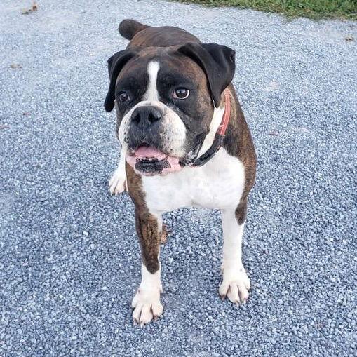 Enlarge Birdie, a Adoptable Boxer in Monticello, NY image 1/3