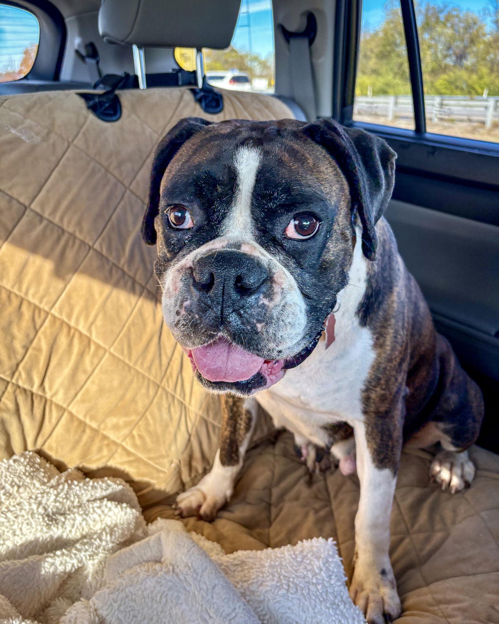Enlarge Birdie, a Adoptable Boxer in Monticello, NY image 2/3