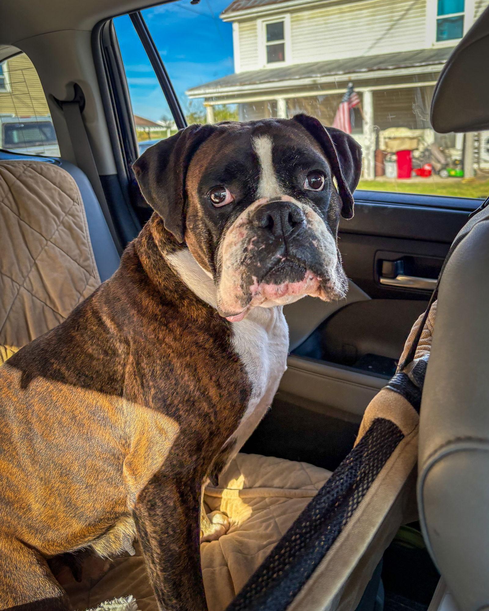 Enlarge Birdie, a Adoptable Boxer in Monticello, NY image 3/3