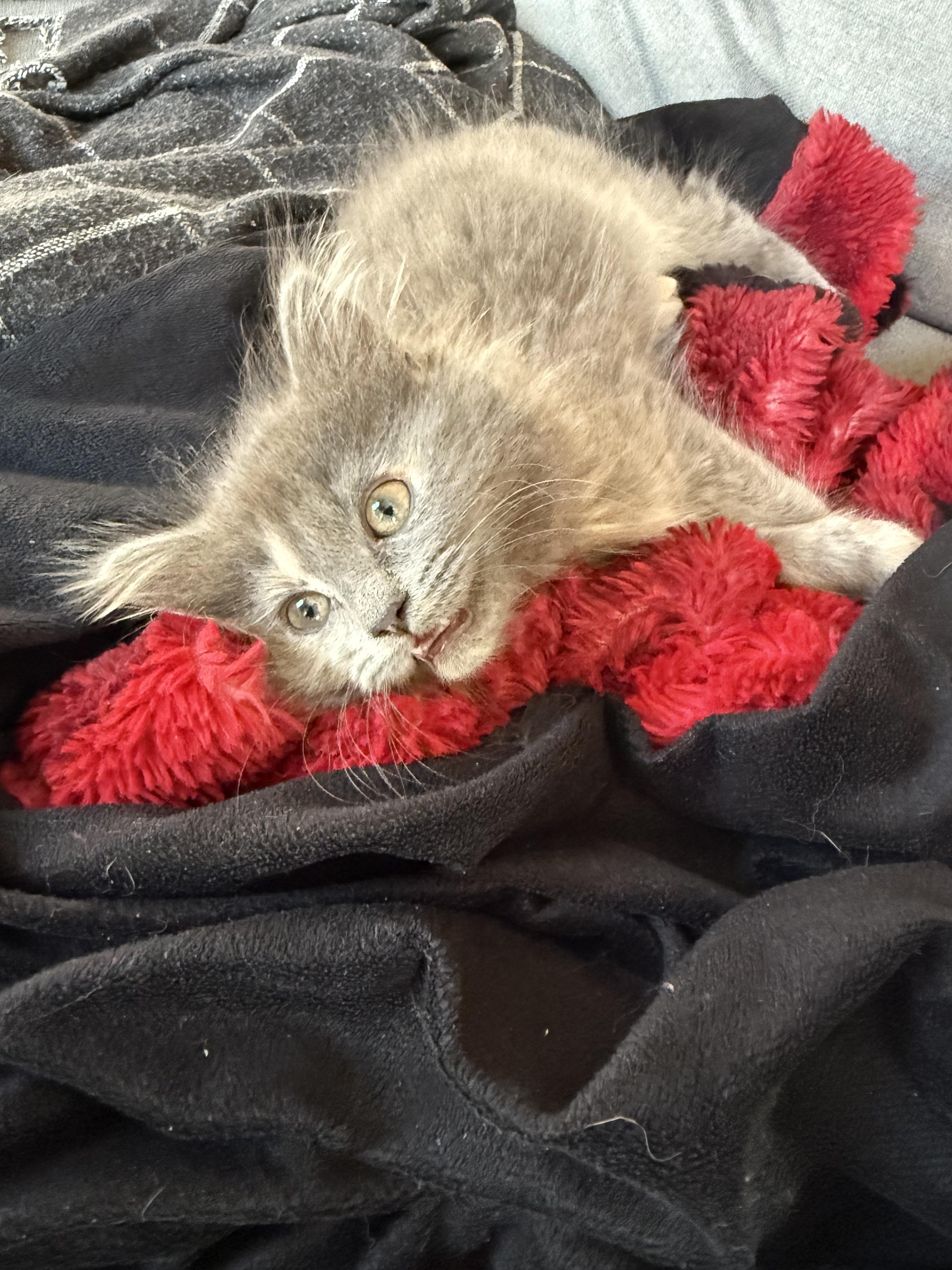 Enlarge Wookie, a Adopted mixed breed in Plain City, OH image 2/6