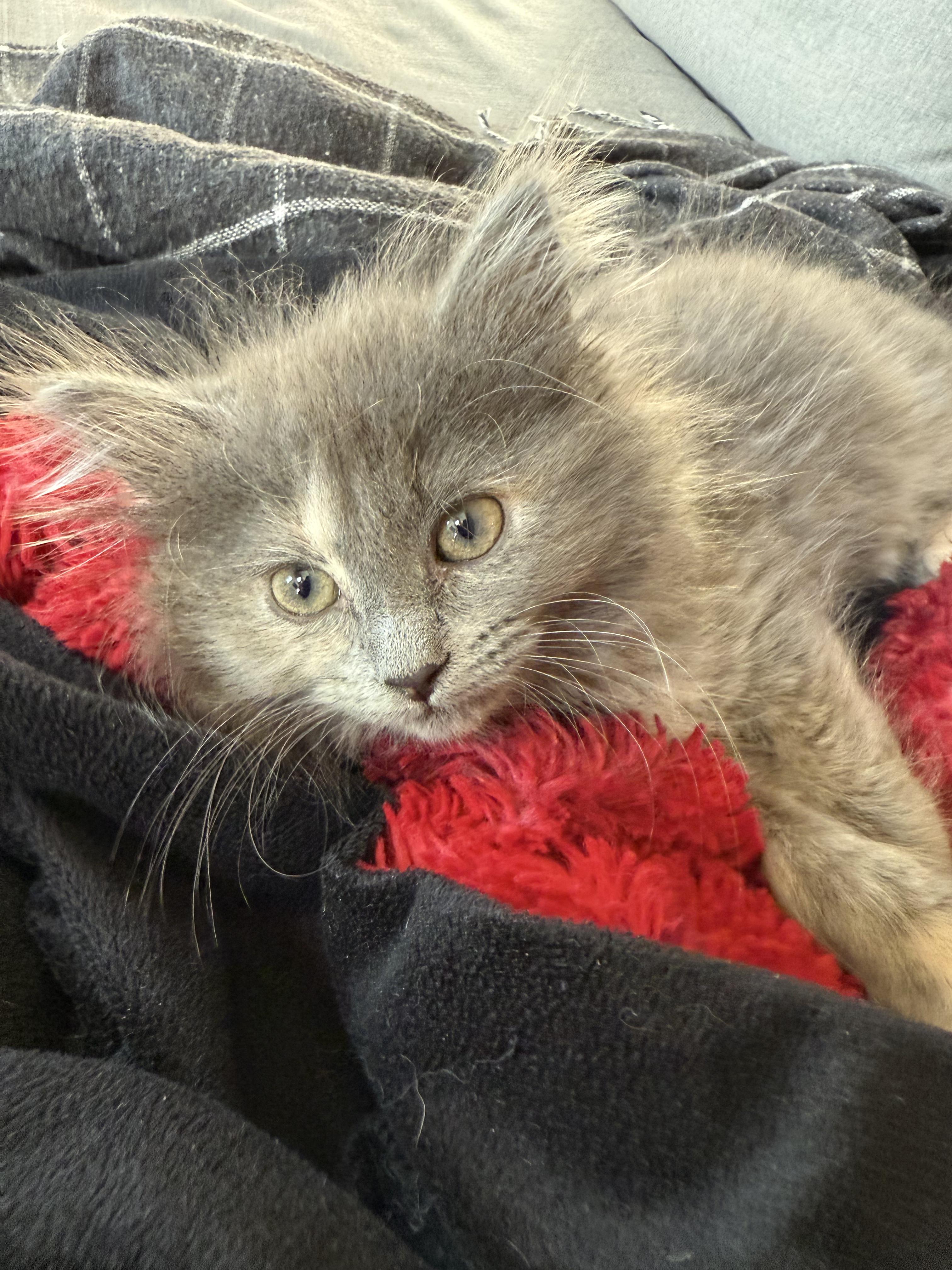 Enlarge Wookie, a Adopted mixed breed in Plain City, OH image 1/6