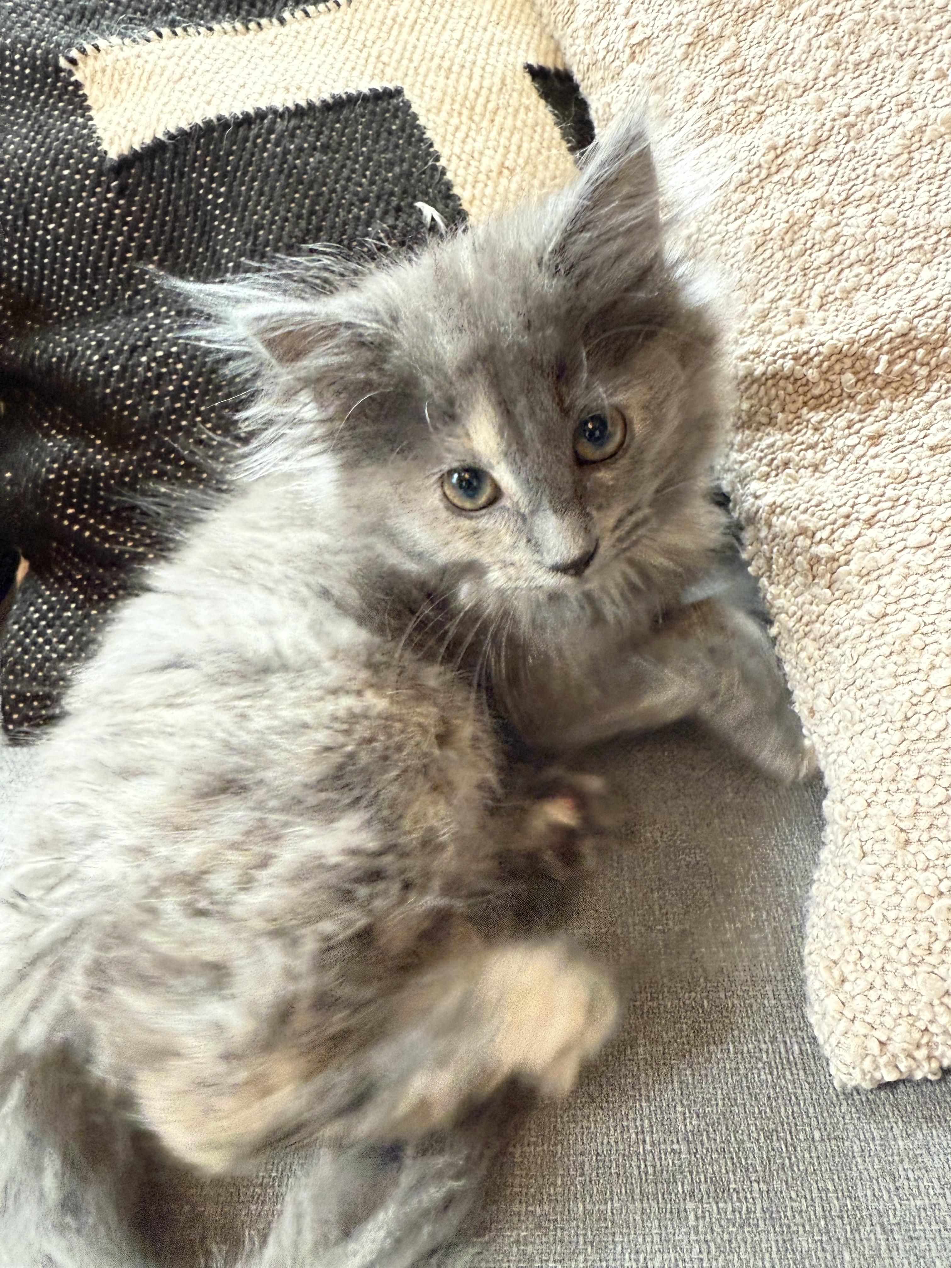 Enlarge Wookie, a Adopted mixed breed in Plain City, OH image 3/6