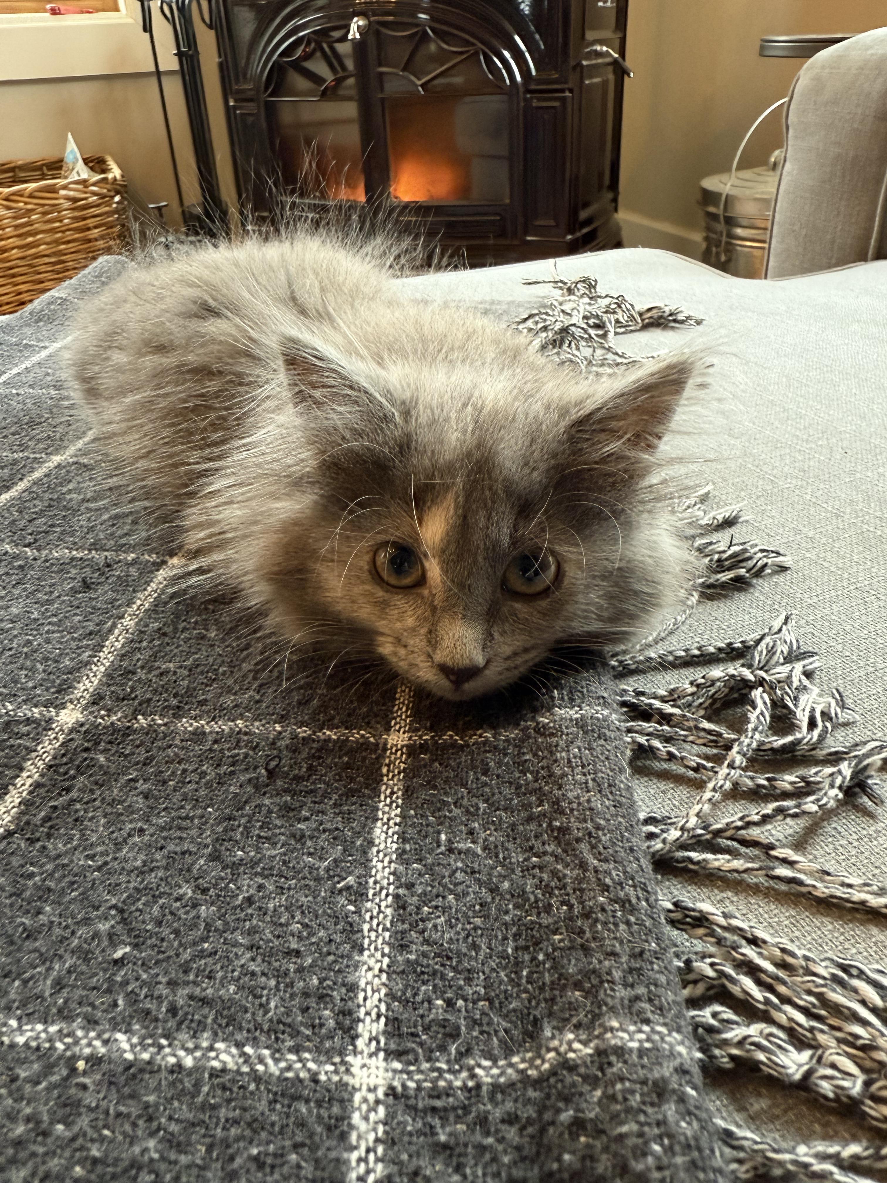 Enlarge Wookie, a Adopted mixed breed in Plain City, OH image 4/6