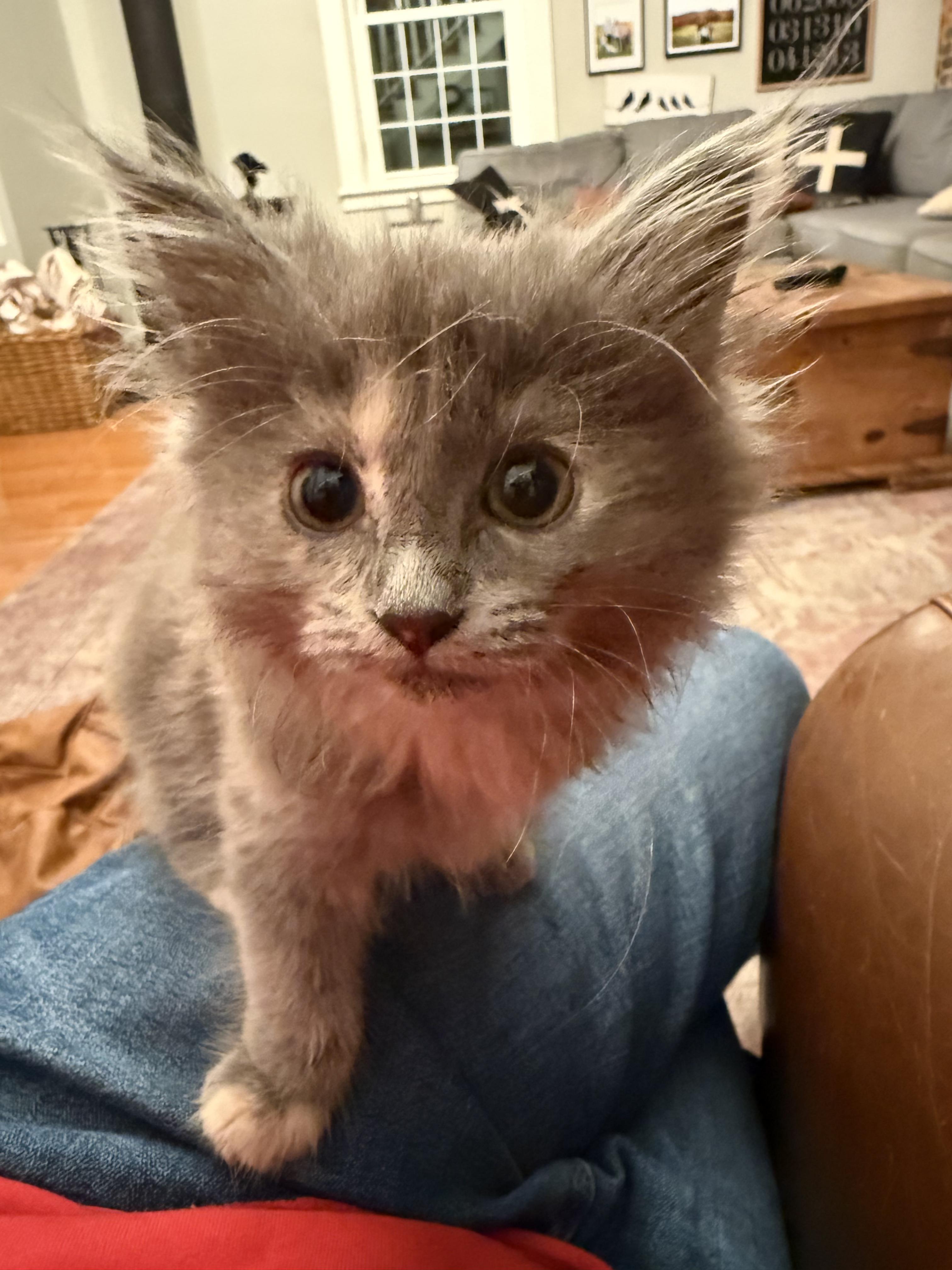 Enlarge Wookie, a Adopted mixed breed in Plain City, OH image 5/6