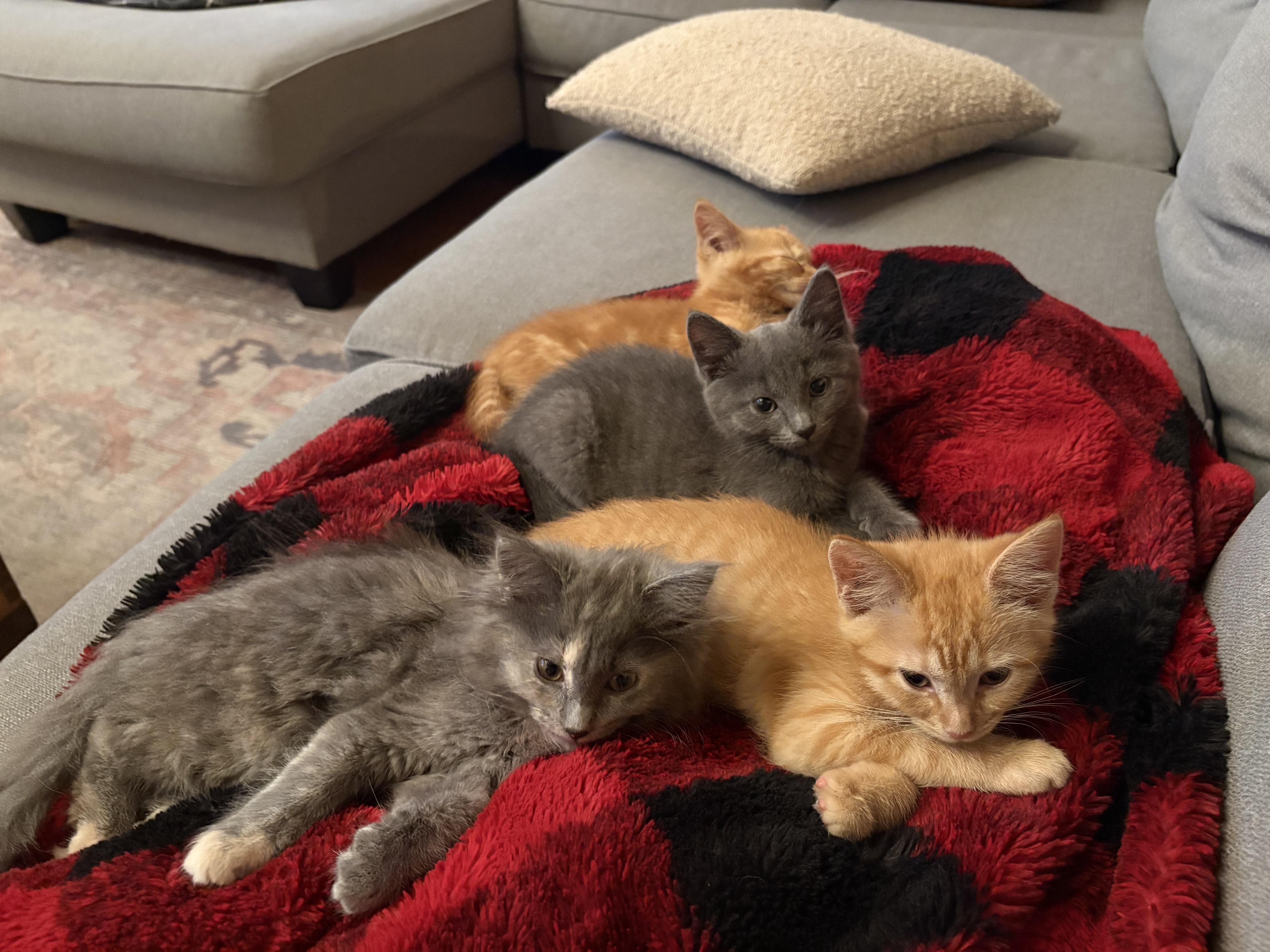 Enlarge Wookie, a Adopted mixed breed in Plain City, OH image 6/6