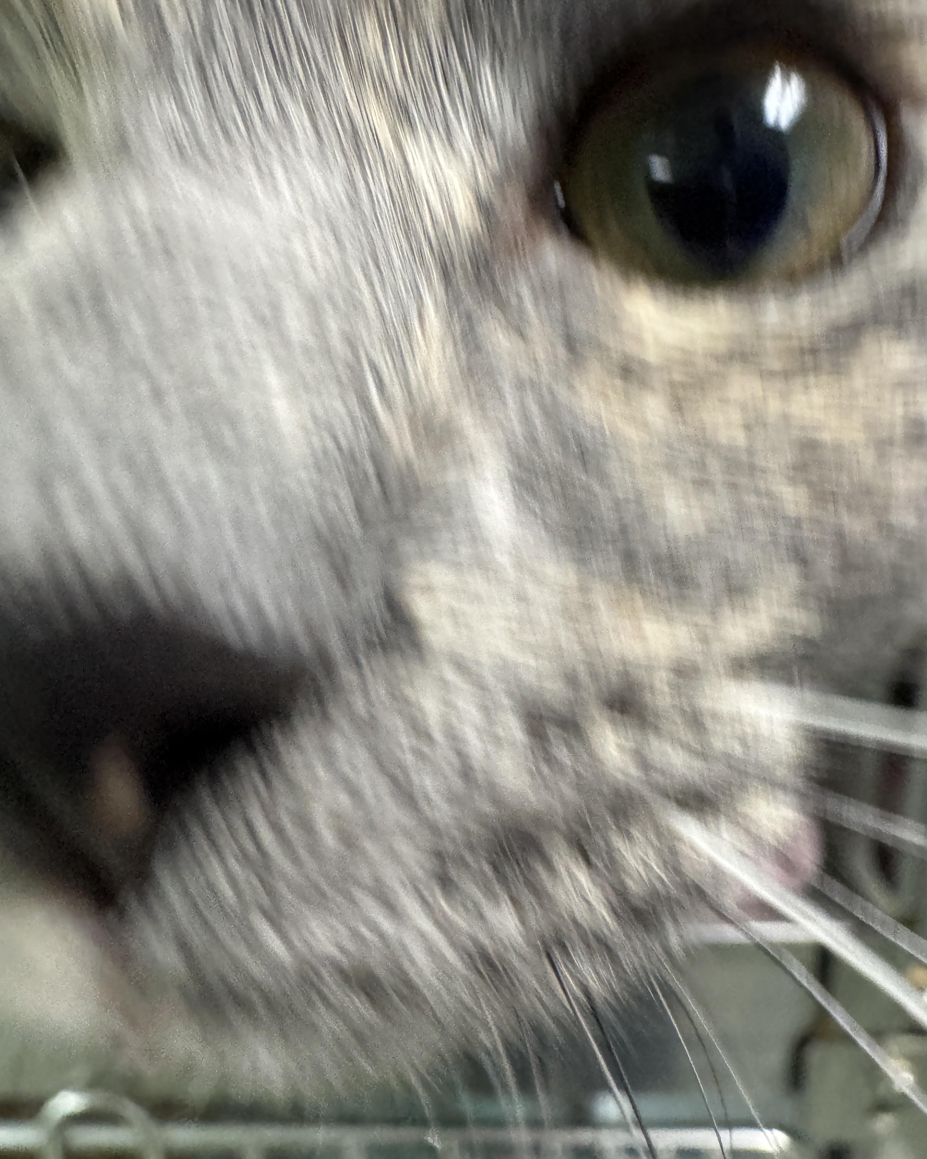 Enlarge Billie Jean, a ADOPTABLE Domestic Short Hair in Seneca, PA image 3/4