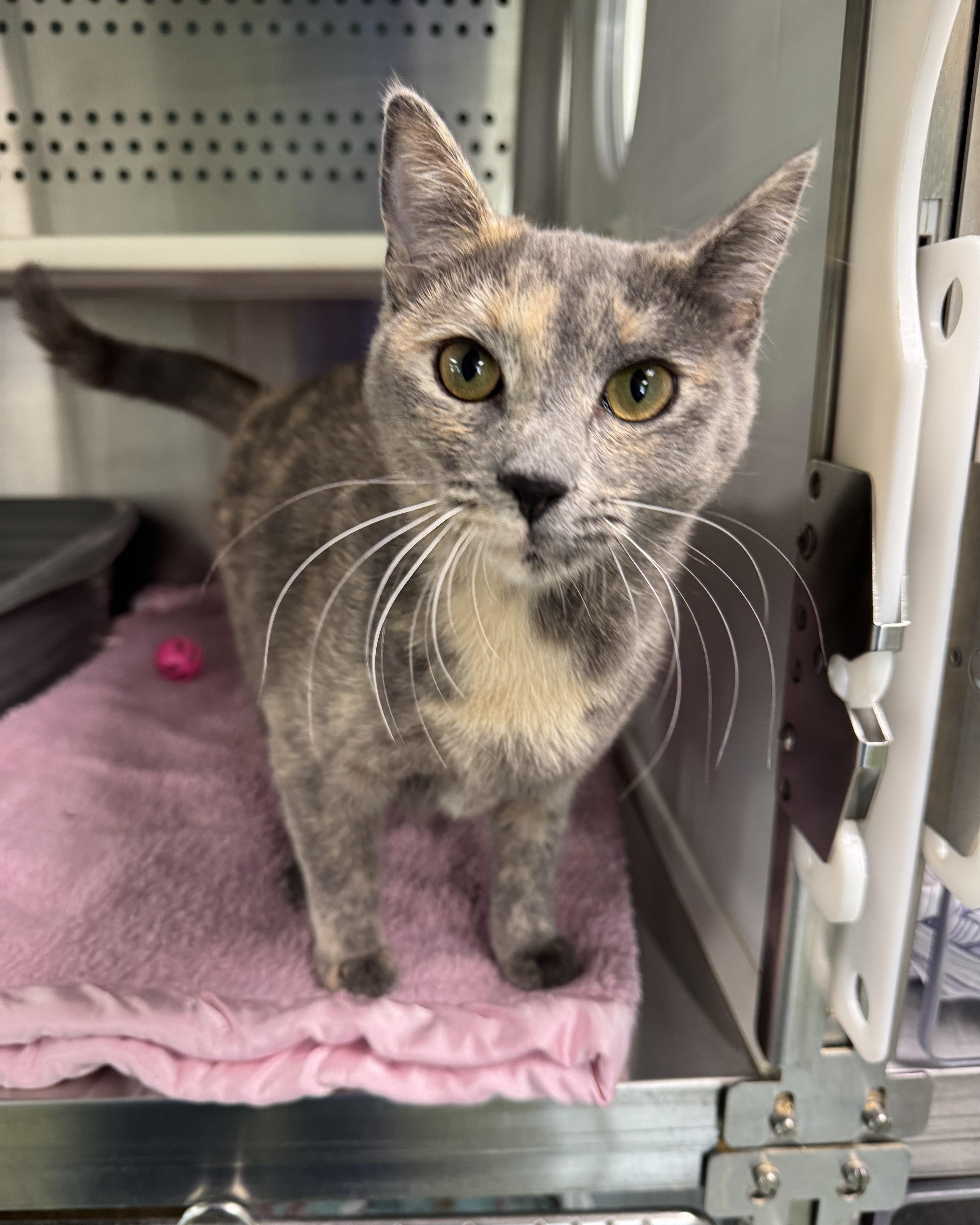 Enlarge Billie Jean, a ADOPTABLE Domestic Short Hair in Seneca, PA image 1/4