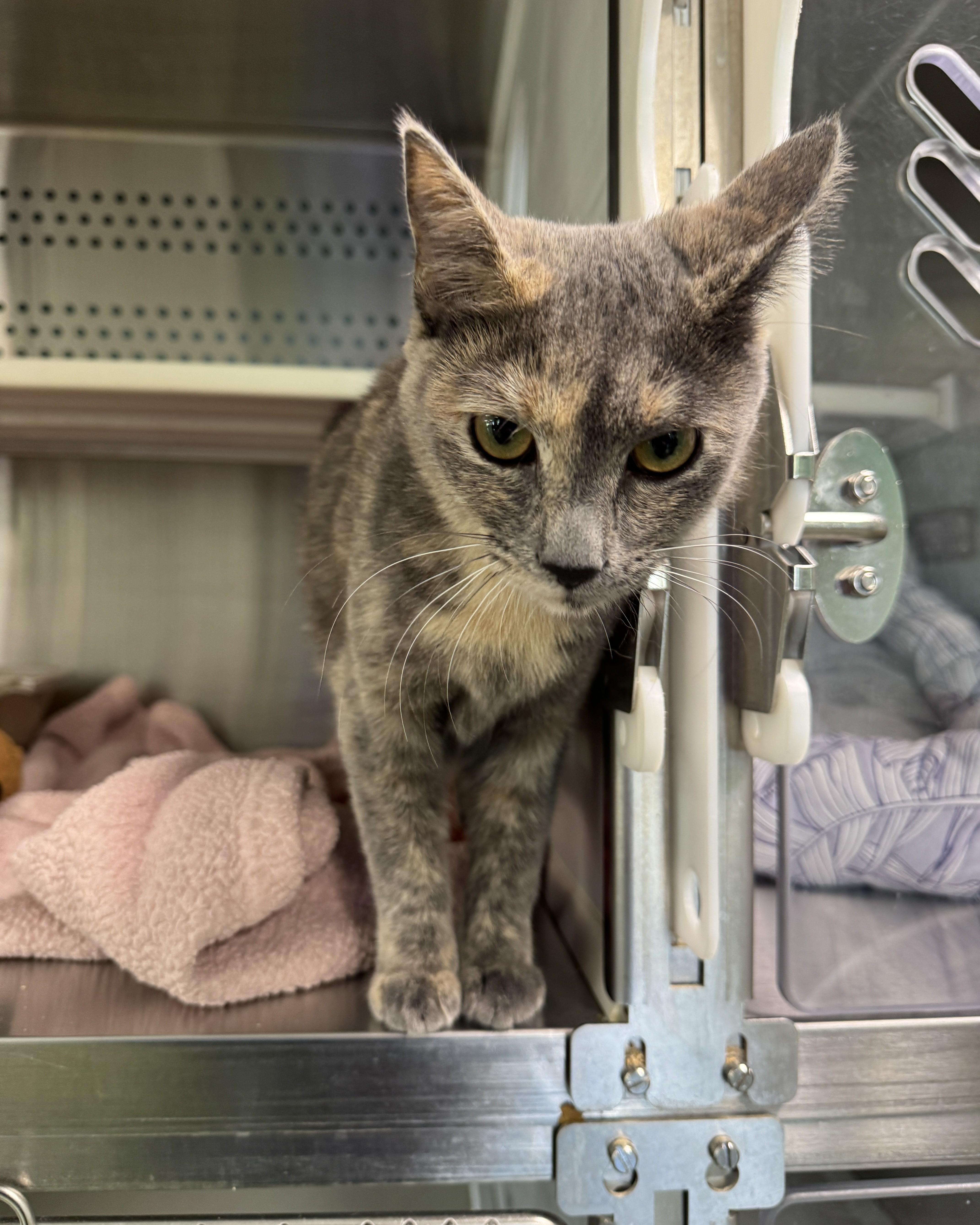 Enlarge Billie Jean, a ADOPTABLE Domestic Short Hair in Seneca, PA image 4/4