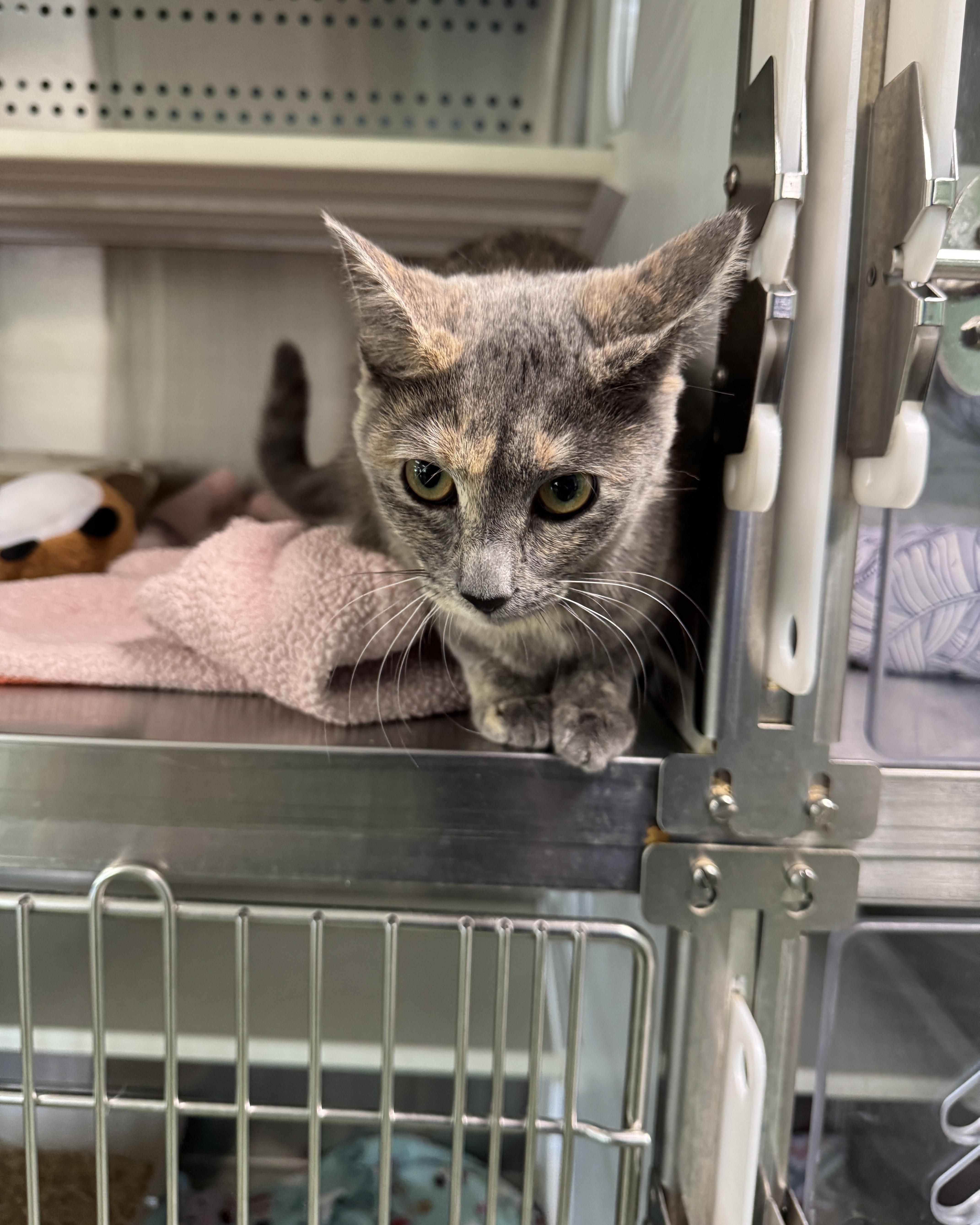 Enlarge Billie Jean, a ADOPTABLE Domestic Short Hair in Seneca, PA image 2/4