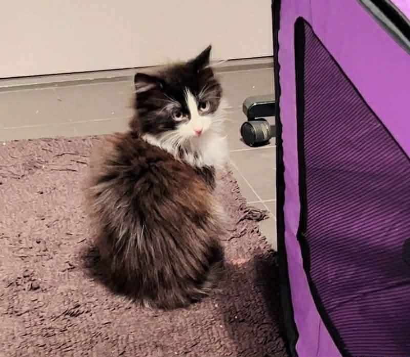 Enlarge Dino, an adopted Domestic Long Hair in Ozone Park, NY image 1/1