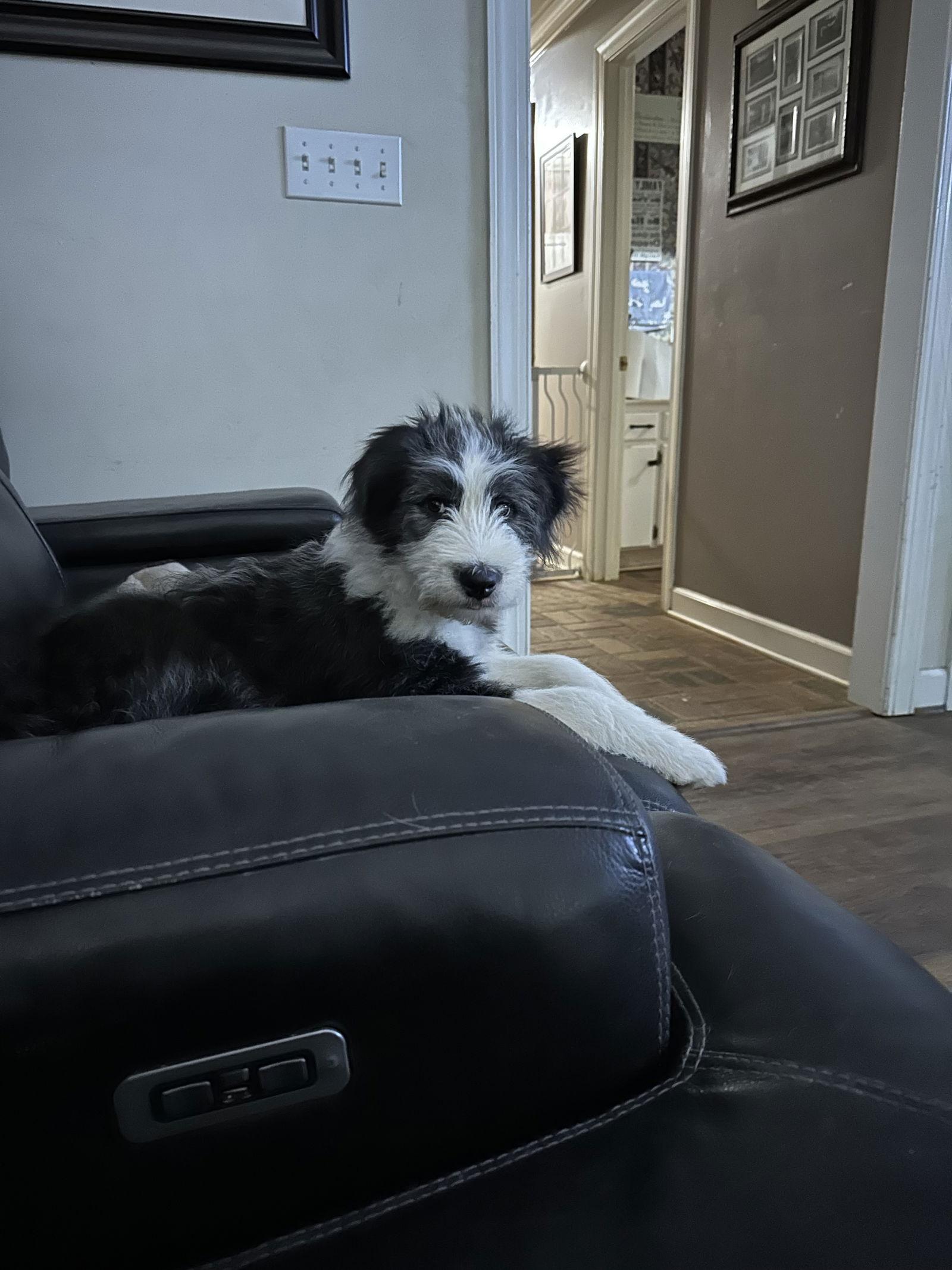 Toby, Adopted, Young Male Sheep Dog & Standard Poodle.