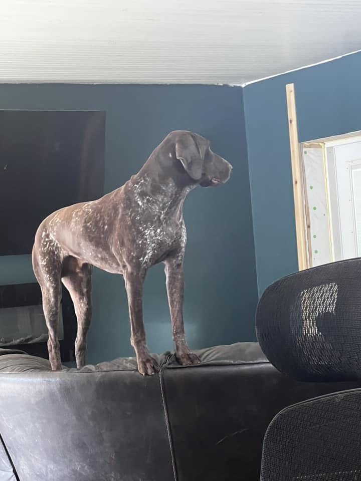 Tango, Adoptable, Adult Male German Shorthaired Pointer.