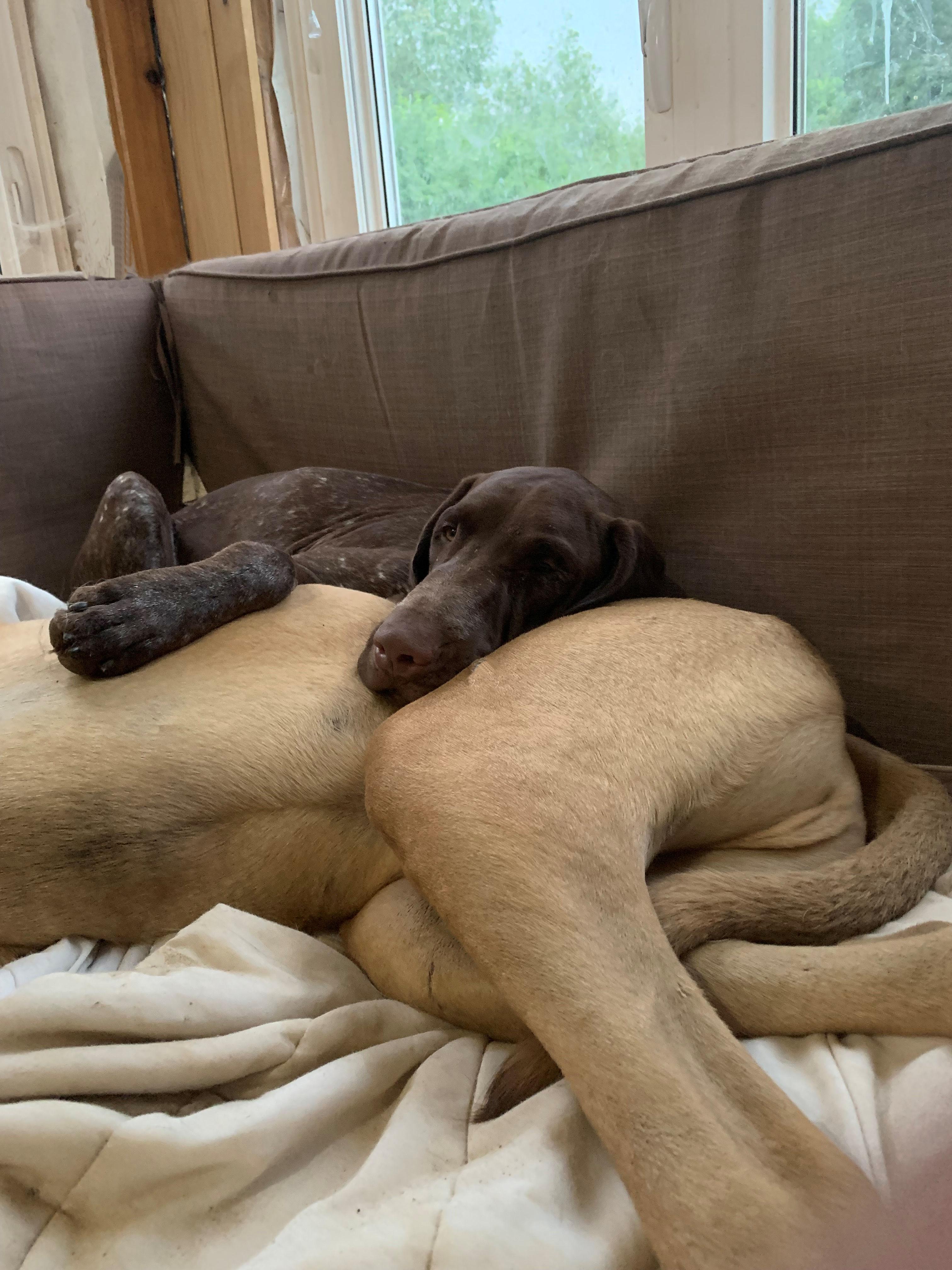 Tango, Adoptable, Adult Male German Shorthaired Pointer.