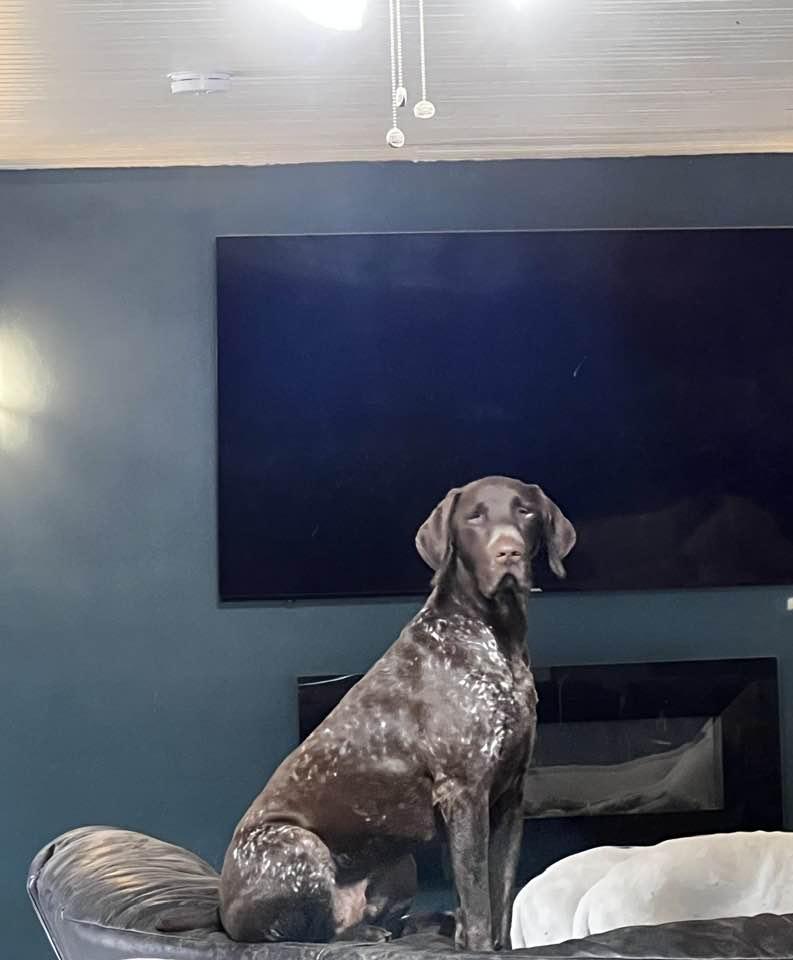 Tango, a Adoptable German Shorthaired Pointer in Oxford Station, ON image 3/3