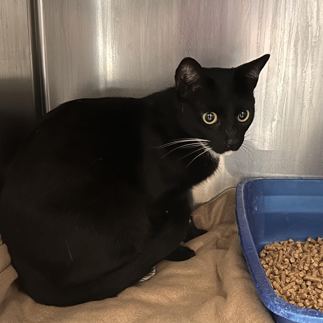 Caspian, Adoptable, Adult Male Domestic Short Hair.