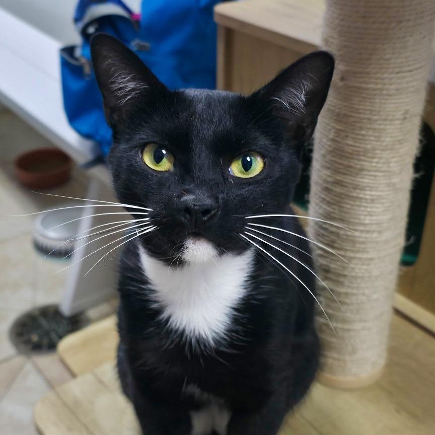 Enlarge Caspian, a Adoptable Domestic Short Hair in Galveston, TX image 2/2