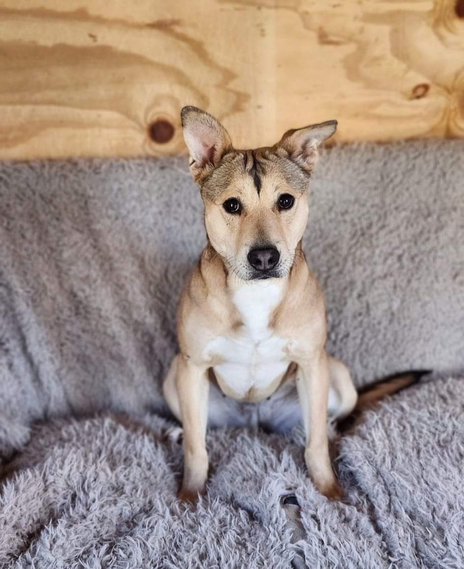 Kama, a Adoptable Boxer in Cosby, TN image 4/6