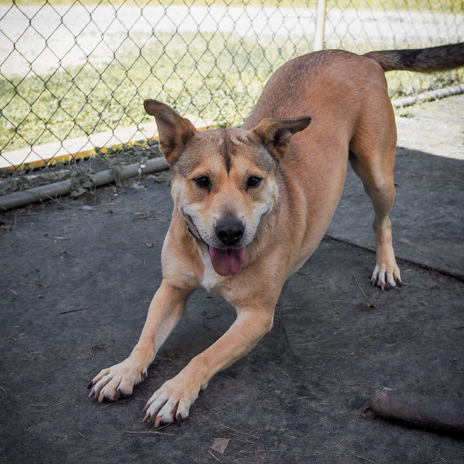 Kama, a Adoptable Boxer in Cosby, TN image 2/6