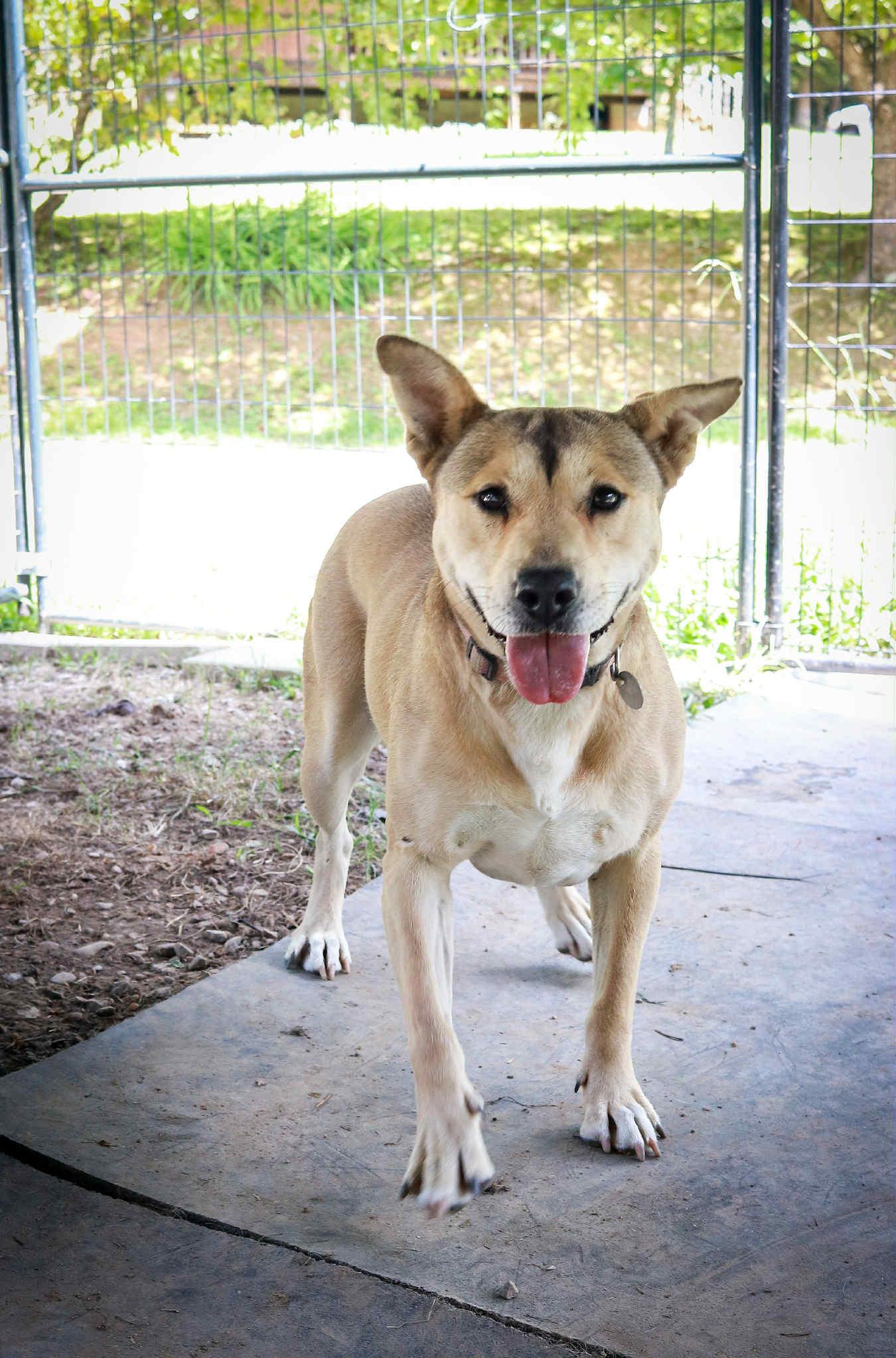 Kama, a Adoptable Boxer in Cosby, TN image 1/6