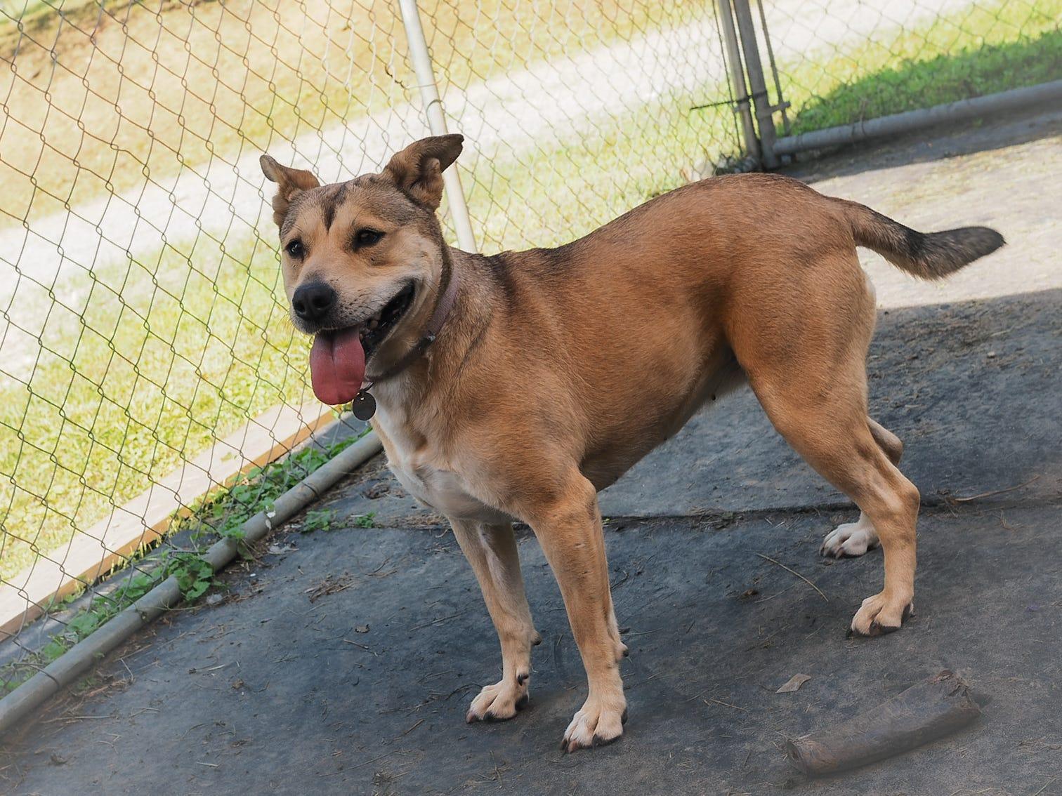 Kama, an adoptable Boxer in Cosby, TN, 37722 | Photo Image 2