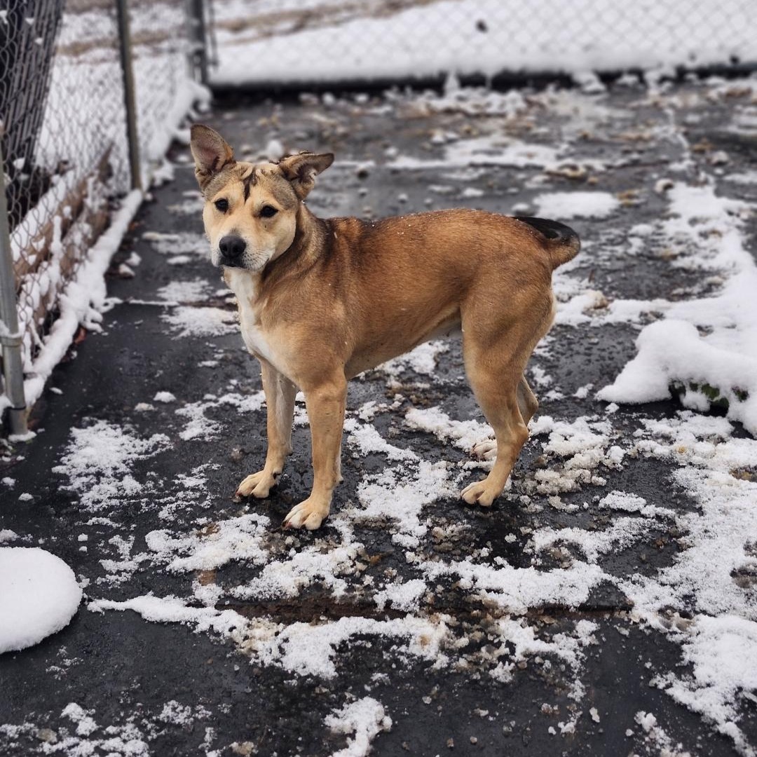 Kama, a Adoptable Boxer in Cosby, TN image 3/6