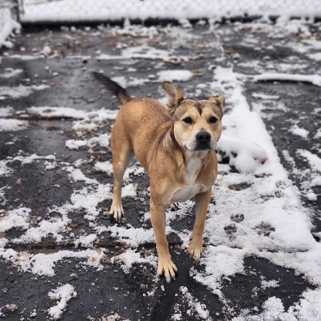 Kama, a Adoptable Boxer in Cosby, TN image 5/6