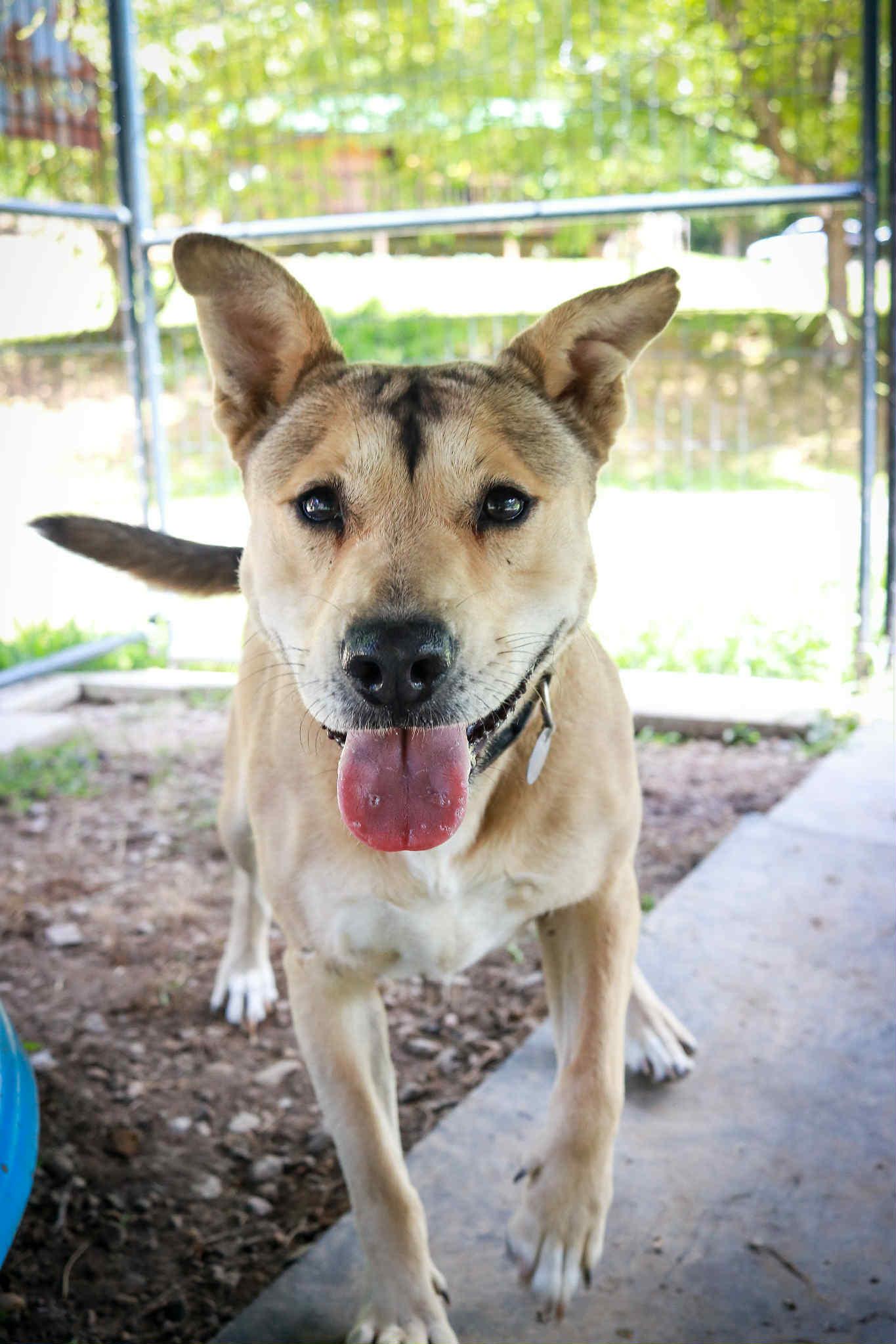 Kama, a Adoptable Boxer in Cosby, TN image 6/6